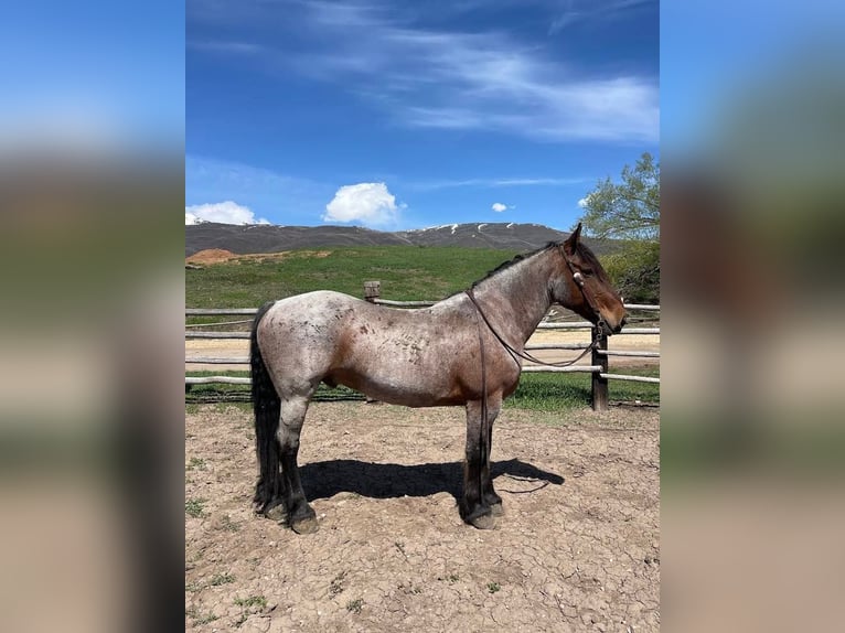 American Quarter Horse Gelding 12 years 16 hh Roan-Bay in Herber City, UT