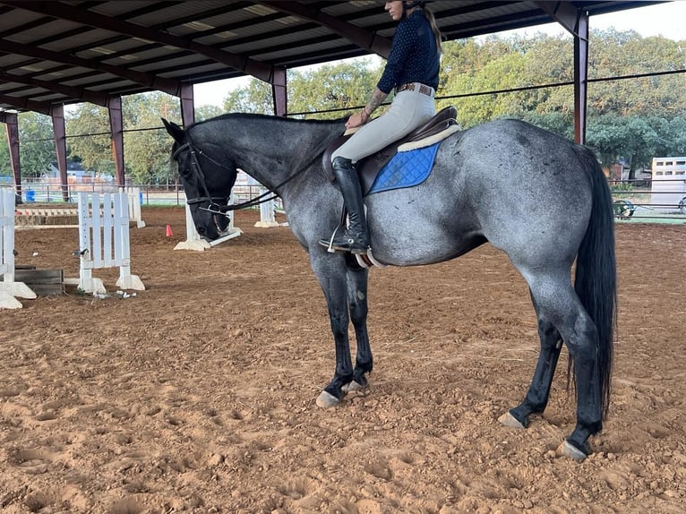 American Quarter Horse Gelding 12 years 16 hh Roan-Blue in WEATHERFORD, TX