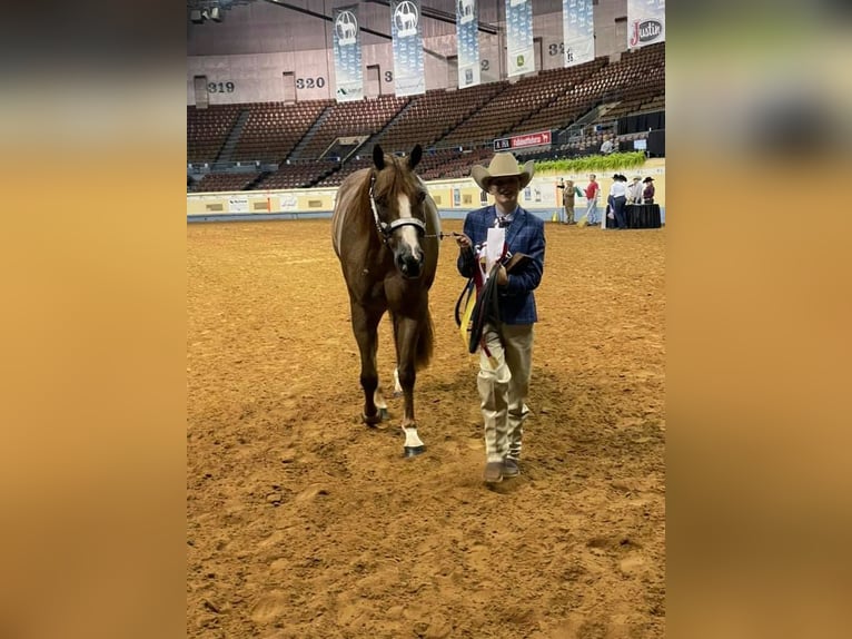 American Quarter Horse Gelding 12 years 16 hh Roan-Red in Terrell