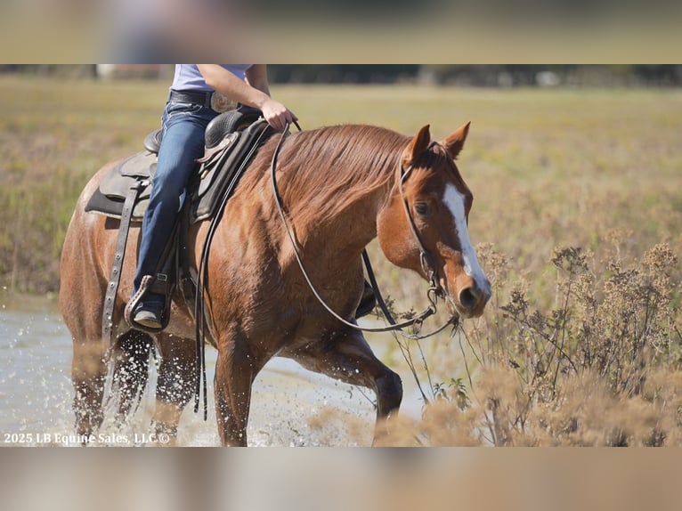 American Quarter Horse Gelding 12 years 16 hh Roan-Red in Terrell