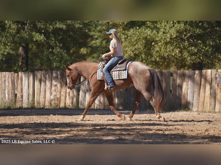 American Quarter Horse Gelding 12 years 16 hh Roan-Red in Terrell