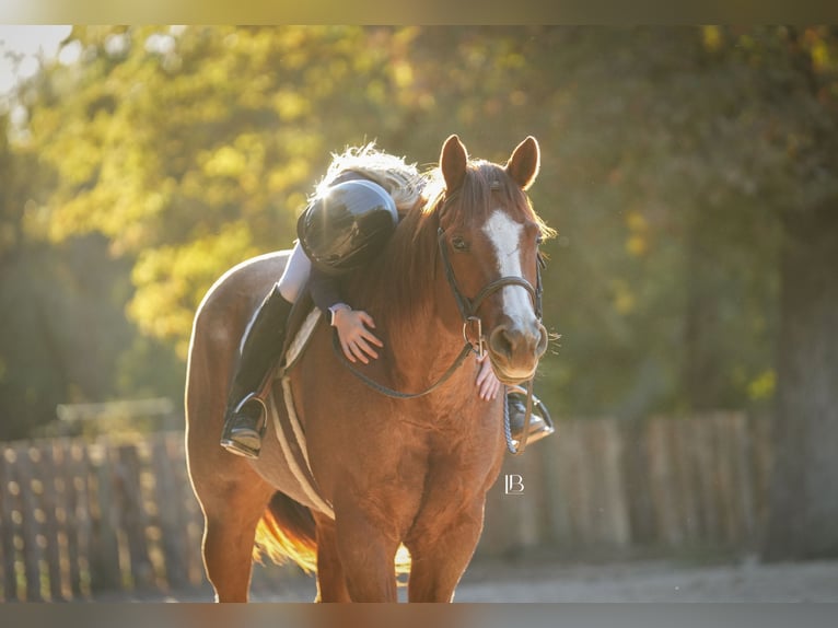 American Quarter Horse Gelding 12 years 16 hh Roan-Red in Terrell