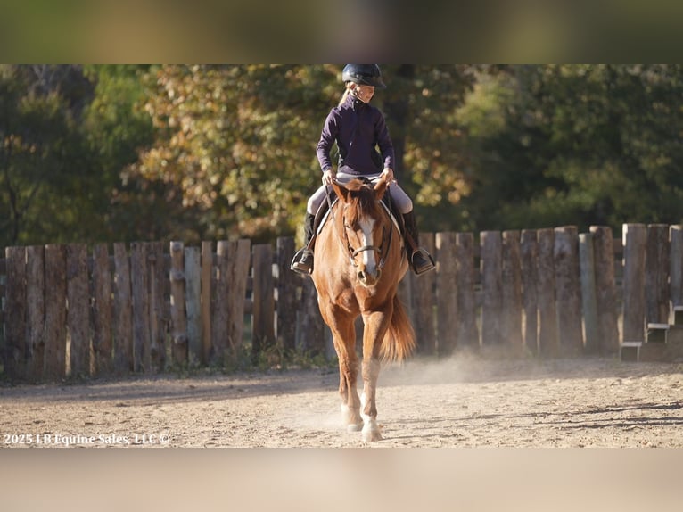 American Quarter Horse Gelding 12 years 16 hh Roan-Red in Terrell