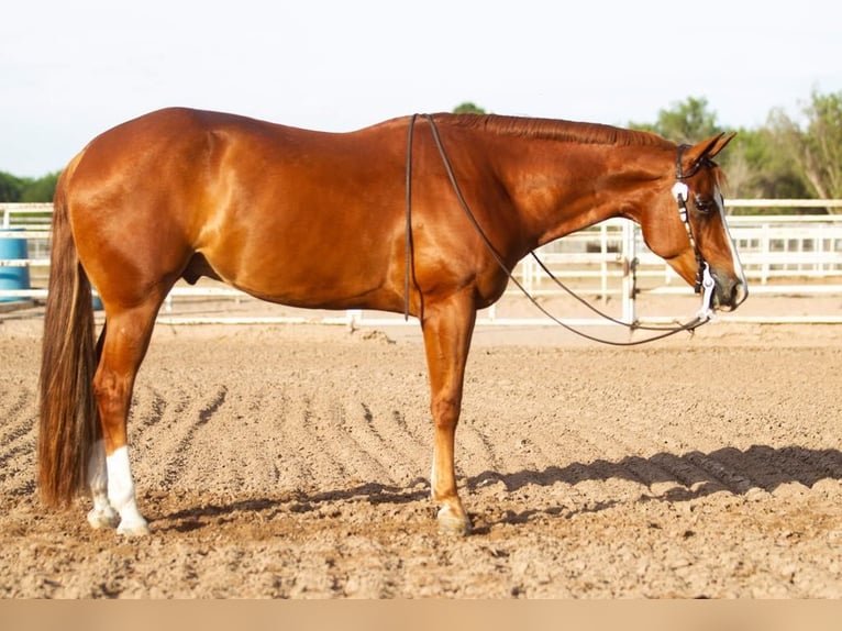 American Quarter Horse Gelding 12 years 16 hh Sorrel in Rochester