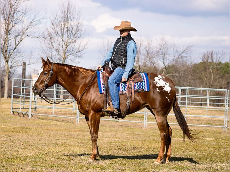 American Quarter Horse Gelding 12 years 16 hh Sorrel in Mountain Grove MO