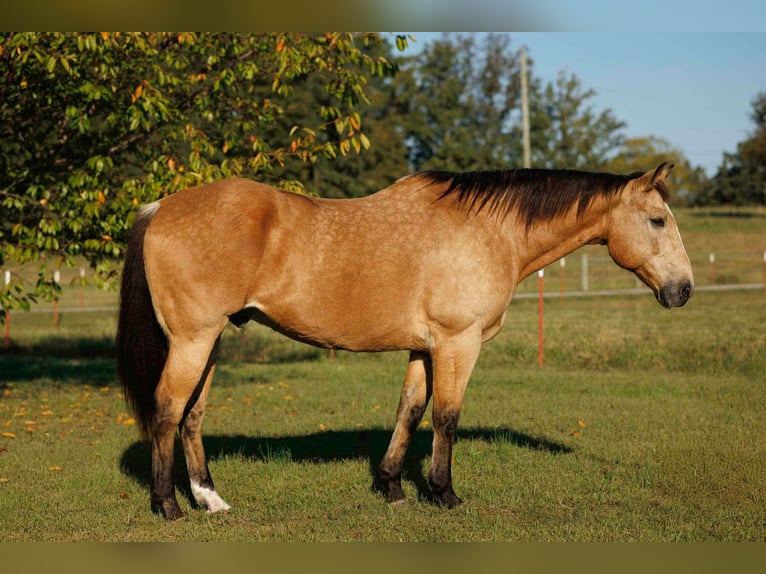 American Quarter Horse Gelding 12 years 16,2 hh Buckskin in Quitman