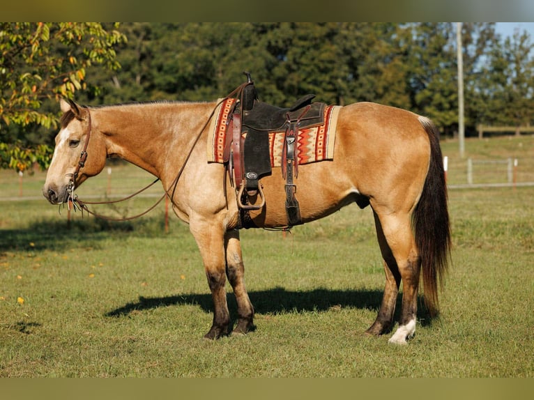 American Quarter Horse Gelding 12 years 16,2 hh Buckskin in Quitman