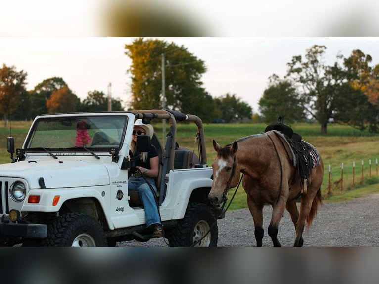 American Quarter Horse Gelding 12 years 16,2 hh Buckskin in Quitman