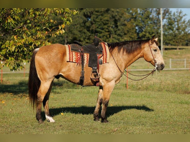 American Quarter Horse Gelding 12 years 16,2 hh Buckskin in Quitman