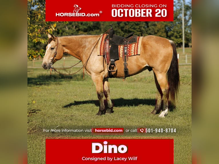 American Quarter Horse Gelding 12 years 16,2 hh Buckskin in Quitman