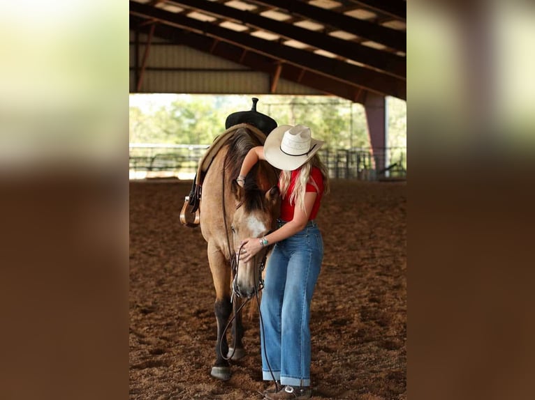 American Quarter Horse Gelding 12 years 16,2 hh Buckskin in Quitman