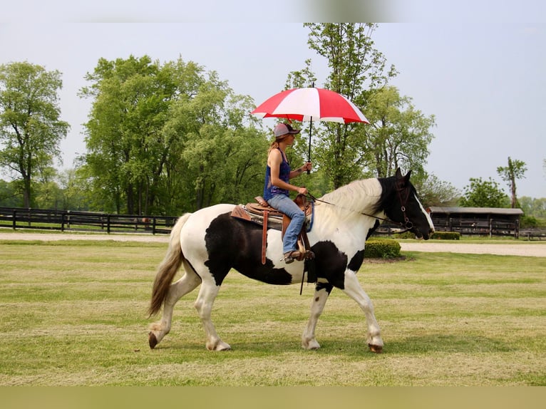 American Quarter Horse Gelding 12 years 17 hh Tobiano-all-colors in Highland MI