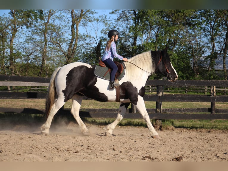 American Quarter Horse Gelding 12 years 17 hh Tobiano-all-colors in Highland MI