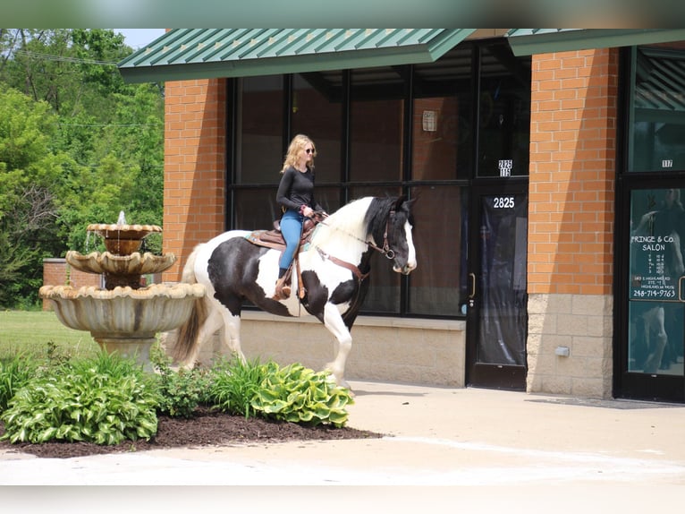 American Quarter Horse Gelding 12 years 17 hh Tobiano-all-colors in Highland MI