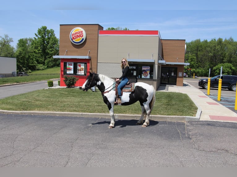 American Quarter Horse Gelding 12 years 17 hh Tobiano-all-colors in Highland MI