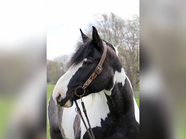 American Quarter Horse Gelding 12 years 17 hh Tobiano-all-colors in Highland MI