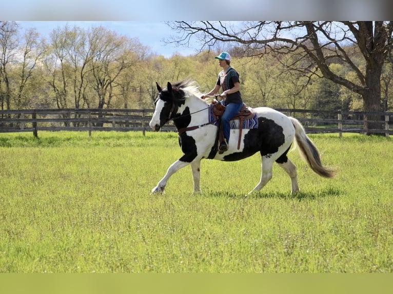 American Quarter Horse Gelding 12 years 17 hh Tobiano-all-colors in Highland MI