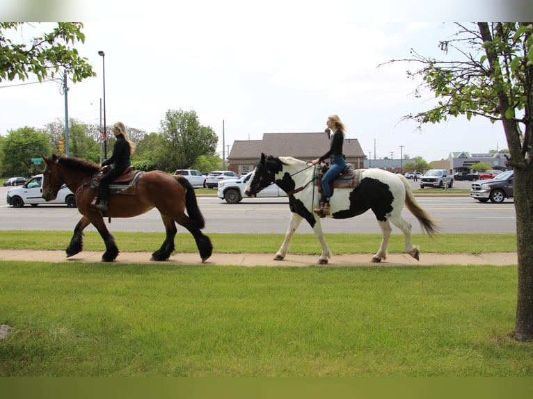 American Quarter Horse Gelding 12 years 17 hh Tobiano-all-colors in Highland MI