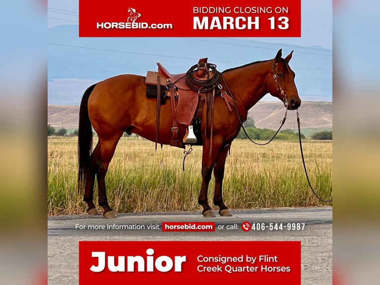 American Quarter Horse Gelding 12 years Bay in Drummond, MT