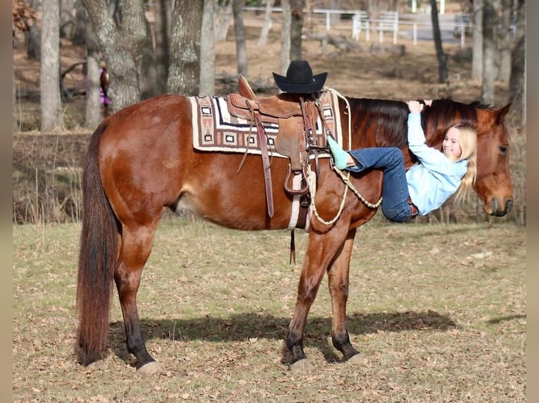 American Quarter Horse Mix Gelding 12 years Bay in Fort Worth, TX