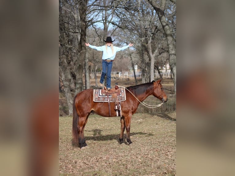 American Quarter Horse Mix Gelding 12 years Bay in Fort Worth, TX
