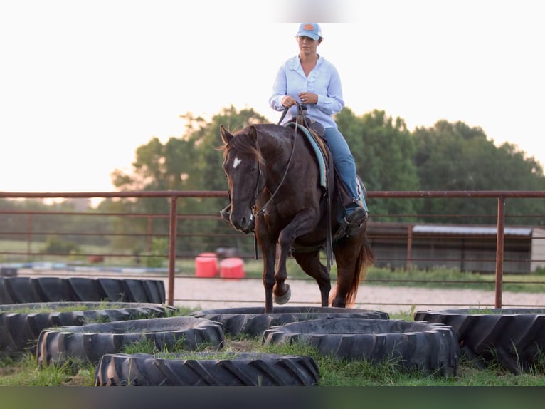 American Quarter Horse Gelding 12 years Black in Athens