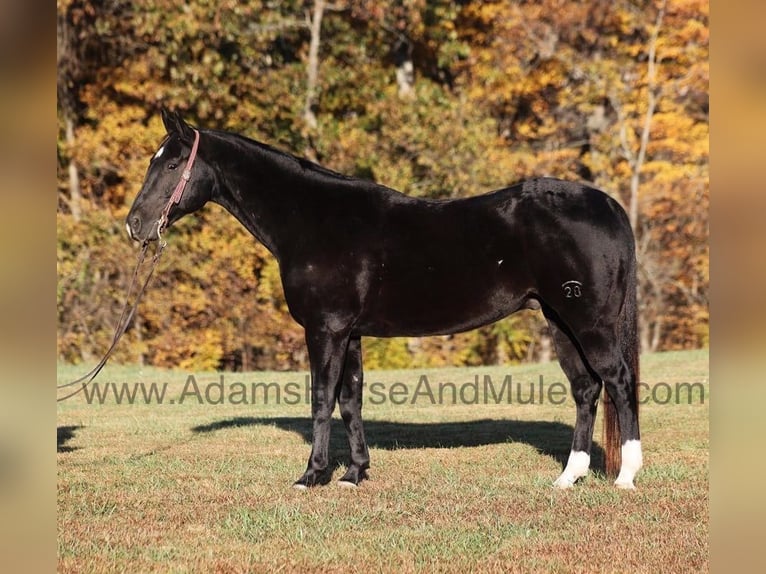 American Quarter Horse Gelding 12 years Black in Mount Vernon