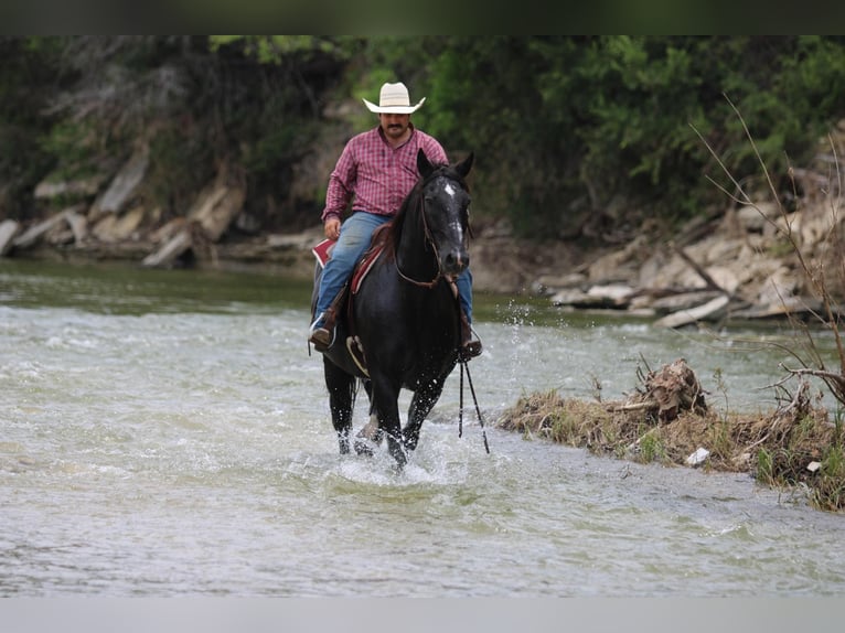 American Quarter Horse Gelding 12 years Black in STEPHENVILLE, TX