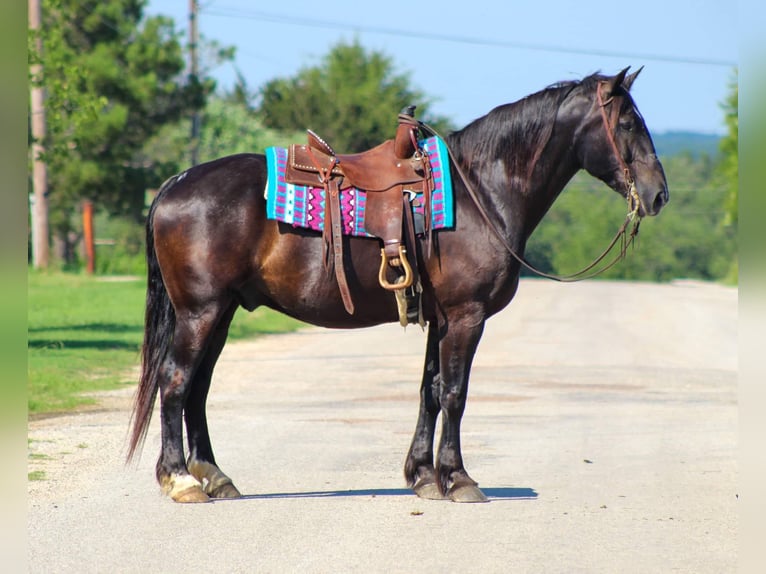 American Quarter Horse Gelding 12 years Black in STEPHENVILLE, TX