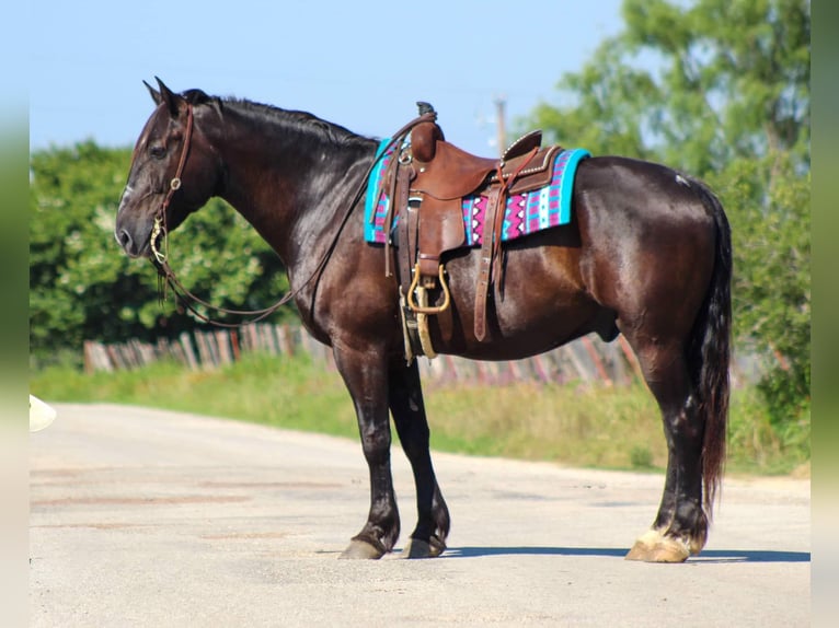 American Quarter Horse Gelding 12 years Black in STEPHENVILLE, TX