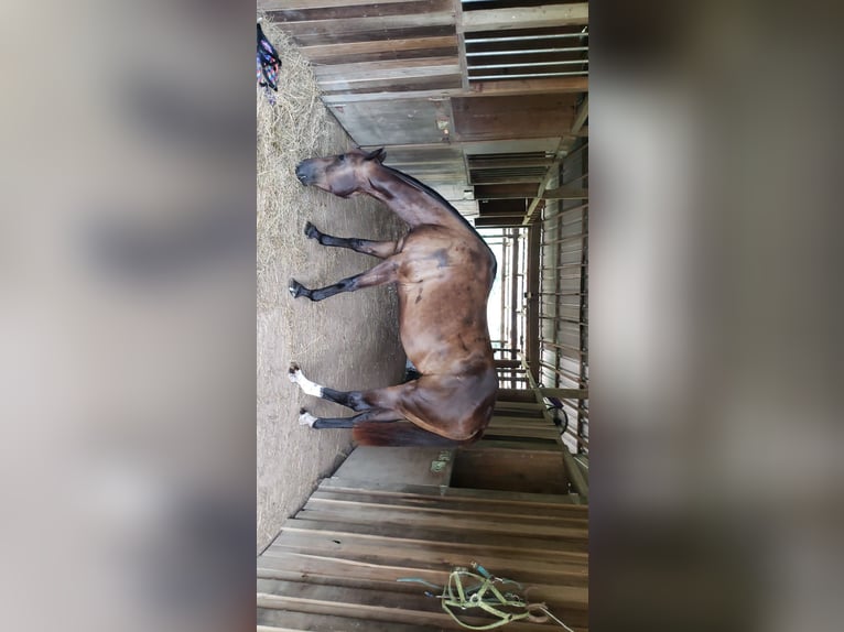 American Quarter Horse Mix Gelding 12 years Black in Moody