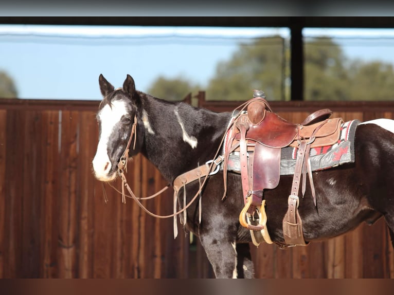 American Quarter Horse Gelding 12 years Black in Lipan TX