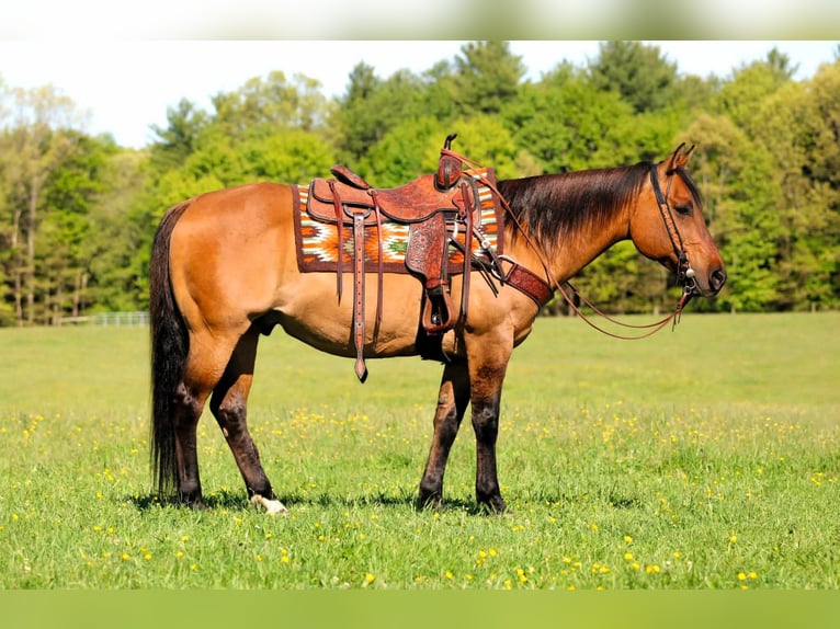 American Quarter Horse Gelding 12 years Buckskin in Clarion