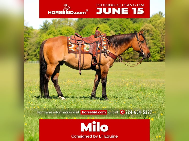 American Quarter Horse Gelding 12 years Buckskin in Clarion