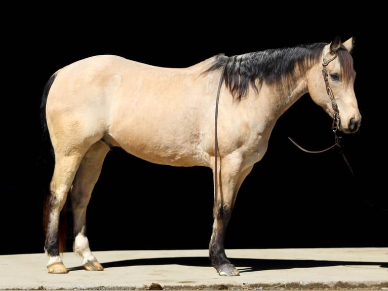 American Quarter Horse Gelding 12 years Buckskin in Clarion, PA