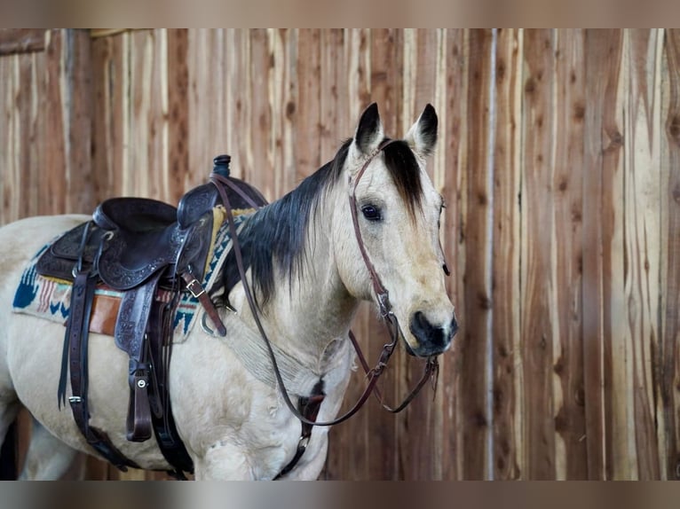 American Quarter Horse Mix Gelding 12 years Buckskin in Valley Springs, SD