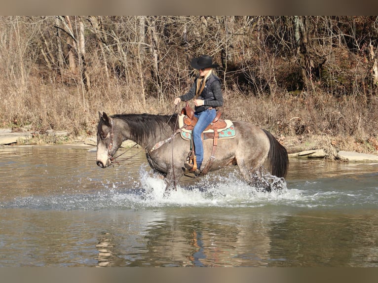American Quarter Horse Gelding 12 years Buckskin in Flemingsburg, KY