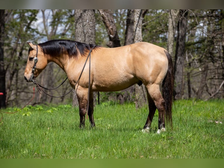 American Quarter Horse Gelding 12 years Buckskin in Bernard