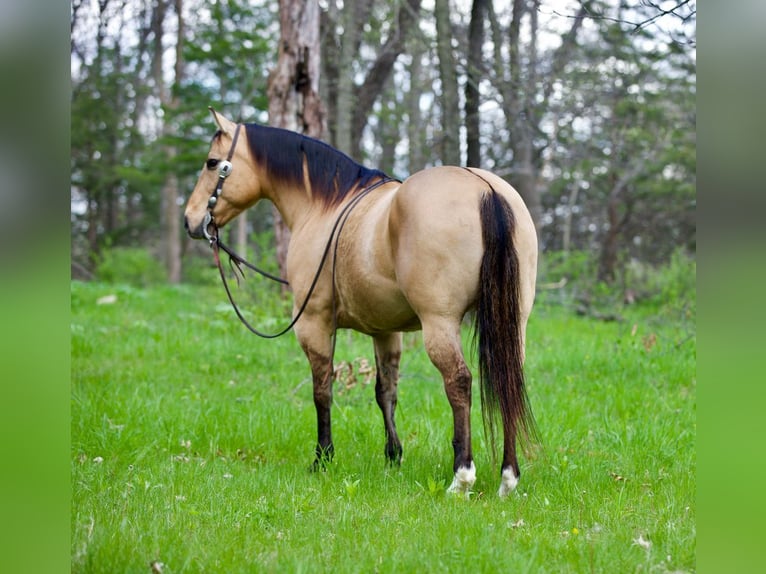 American Quarter Horse Gelding 12 years Buckskin in Bernard