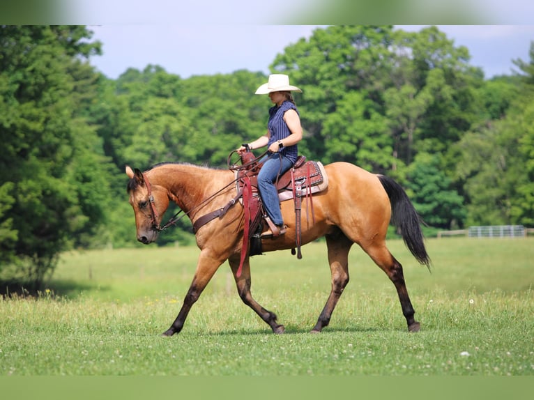 American Quarter Horse Gelding 12 years Buckskin in Clarion
