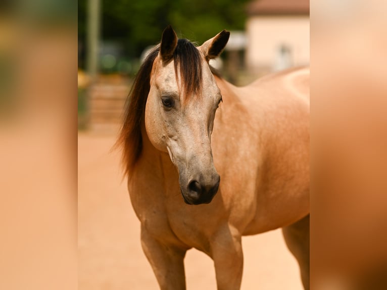 American Quarter Horse Gelding 12 years Buckskin in Rougemont