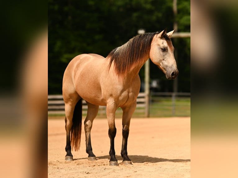 American Quarter Horse Gelding 12 years Buckskin in Rougemont
