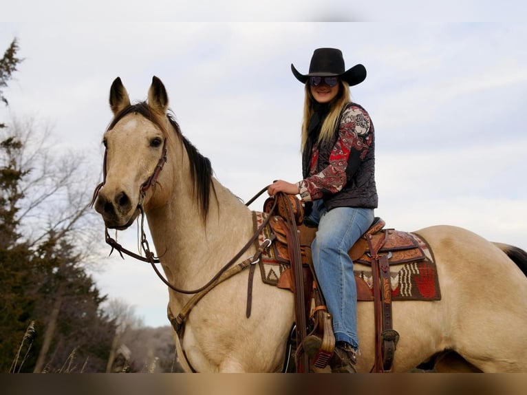 American Quarter Horse Mix Gelding 12 years Buckskin in Valley Springs, SD