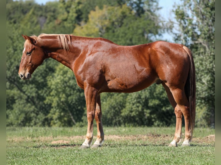 American Quarter Horse Gelding 12 years Chestnut in Athens
