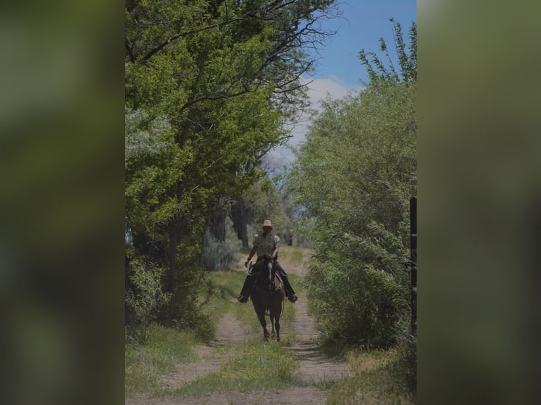 American Quarter Horse Gelding 12 years Chestnut in Wendell