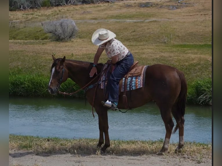American Quarter Horse Gelding 12 years Chestnut in Wendell