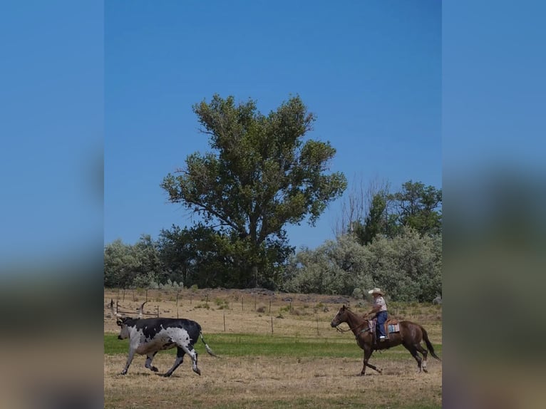 American Quarter Horse Gelding 12 years Chestnut in Wendell