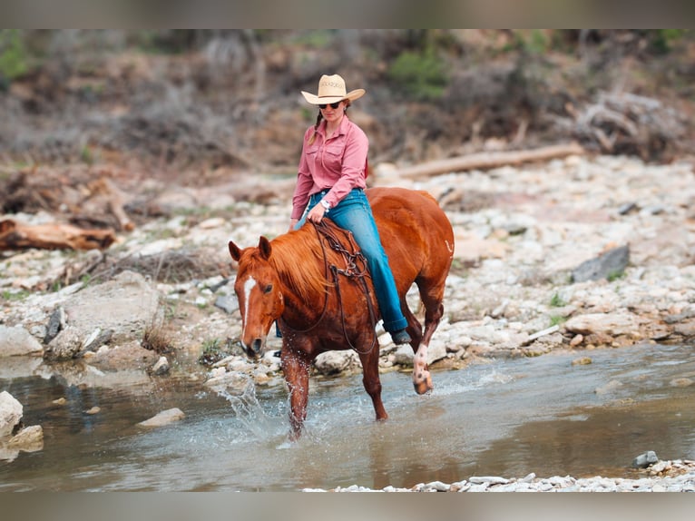 American Quarter Horse Gelding 12 years Chestnut in Stephenville TX