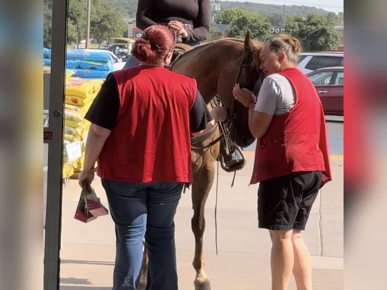 American Quarter Horse Gelding 12 years Chestnut in Weatherford TX