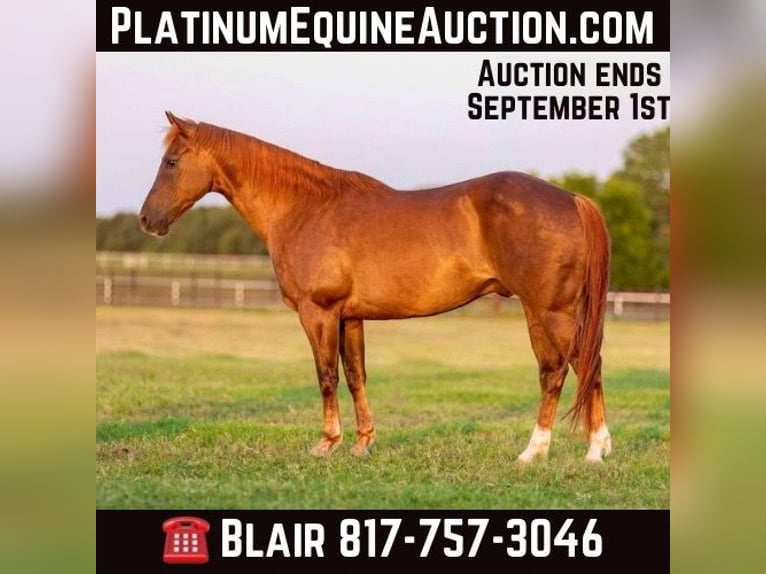 American Quarter Horse Gelding 12 years Chestnut in Weatherford TX